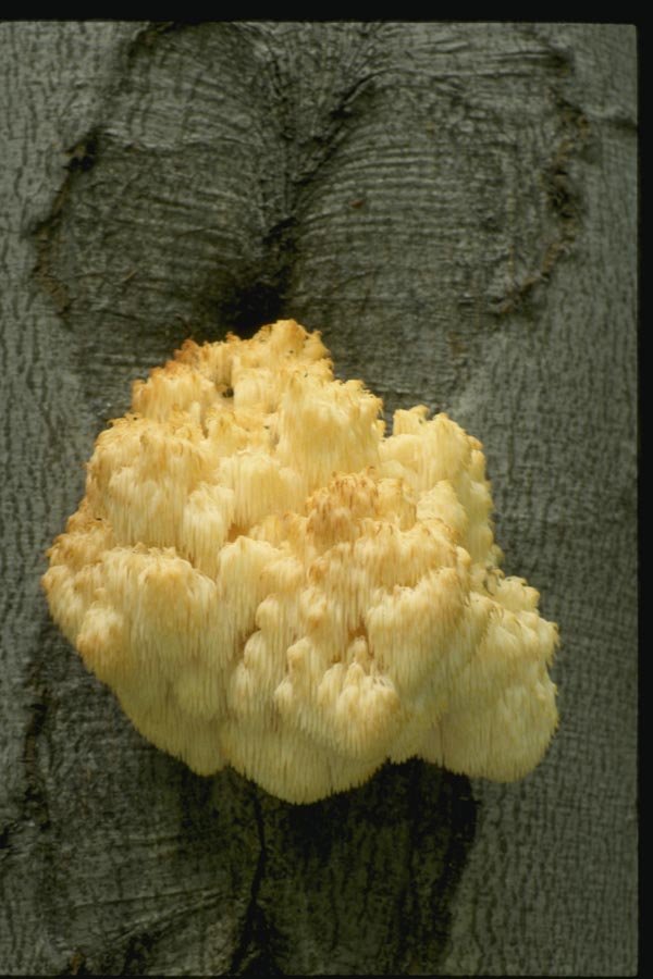 158038 Bear's Head Tooth Fungus A4 Photo Print