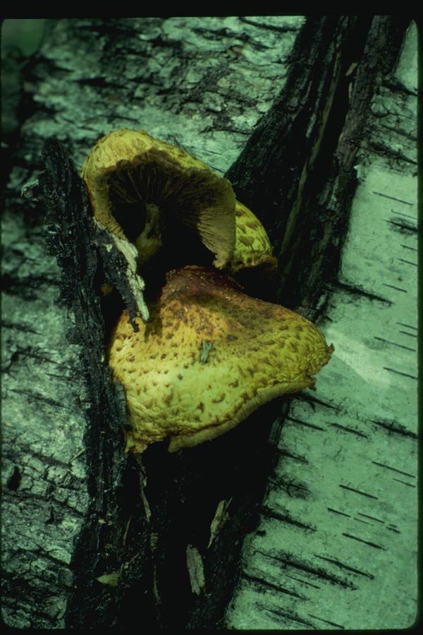 158040 Pholiata Mushrooms On Birch A4 Photo Print