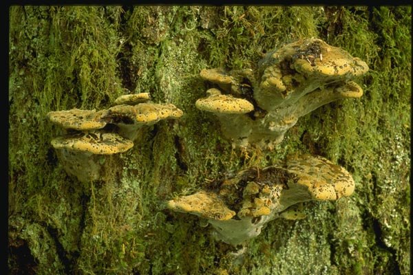 158041 Resinous Polypore (Ischnoderma Resinosum) A4 Photo Print