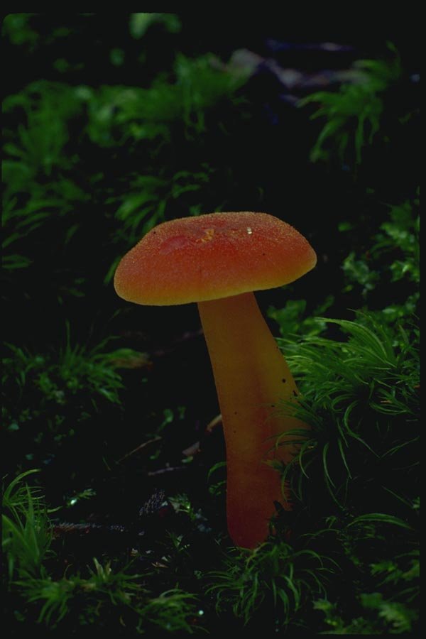 158042 Miniature Waxy Cap (Hygrocybe Turunda) A4 Photo Print