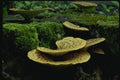 158044 Dryad's Saddle Polypore (Polyporus Squamosus) A4 Photo Print