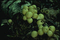 158045 Pear shaped Puffball (Lycoperdon Priforme) A4 Photo Print