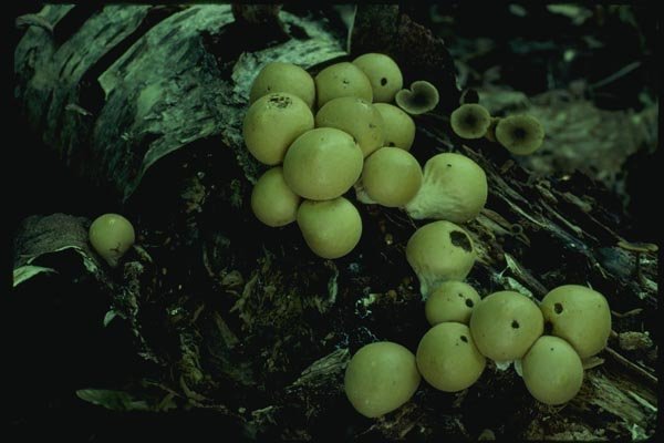 158045 Pear shaped Puffball (Lycoperdon Priforme) A4 Photo Print