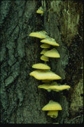 158046 Polypore Species On Hardwood Trunk A4 Photo Print