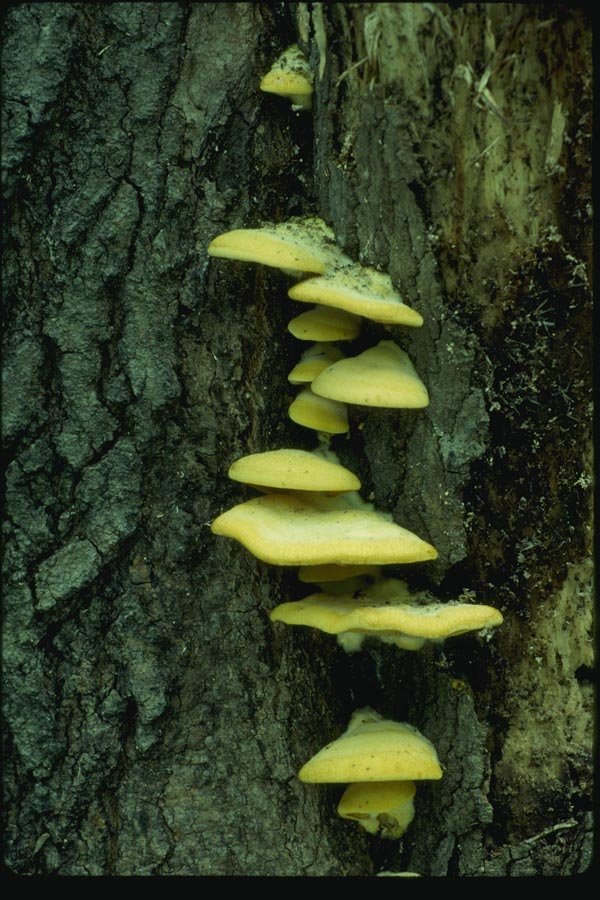 158046 Polypore Species On Hardwood Trunk A4 Photo Print