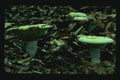 158047 Short Stalked White Russula A4 Photo Print