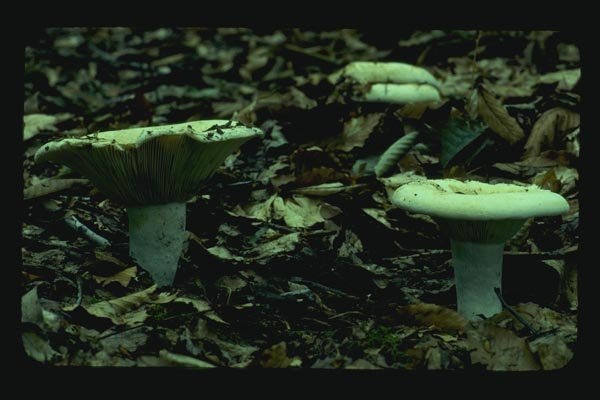 158047 Short Stalked White Russula A4 Photo Print