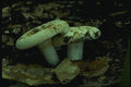 158048 Short Stalked White Russula A4 Photo Print