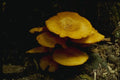158049 Jack O'Lantern (Omphalotus Olearius) A4 Photo Print