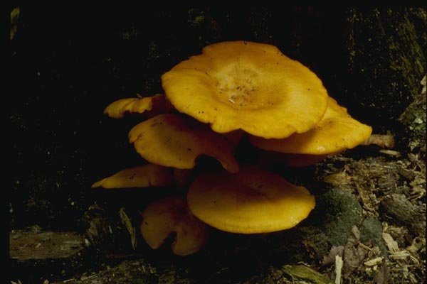 158049 Jack O'Lantern (Omphalotus Olearius) A4 Photo Print