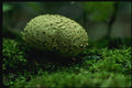 158050 Pigskin Puffball (Scleroderma Citerinum) A4 Photo Print