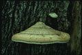 158051 Tinder Polypore (Fomes Fomentarius) A4 Photo Print