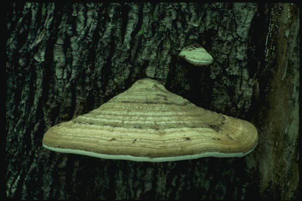 158051 Tinder Polypore (Fomes Fomentarius) A4 Photo Print