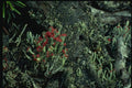 158052 British Soldier Lichen (Cladonia Cristella) A4 Photo Print