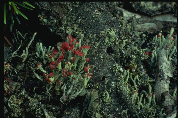 158052 British Soldier Lichen (Cladonia Cristella) A4 Photo Print