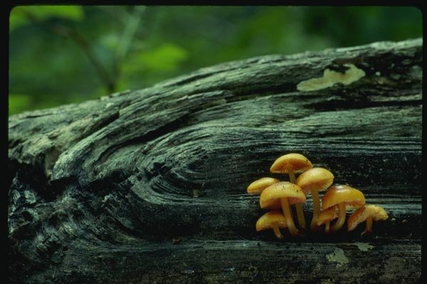 158053 Orange Mycena (Mycena Leaiana) A4 Photo Print