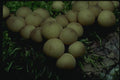 158054 Gem studded Puffball (Lycoperdon Perlatum) A4 Photo Print