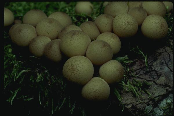 158054 Gem studded Puffball (Lycoperdon Perlatum) A4 Photo Print