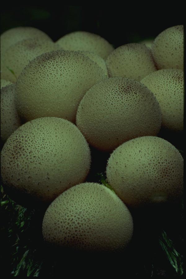 158055 Close up Of Gem studded Puffball A4 Photo Print