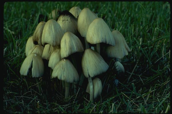 158056 Mica Cap (Coprinus Micaceus) A4 Photo Print