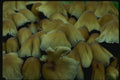 158057 Mica Cap (Coprinus Micaceus) A4 Photo Print