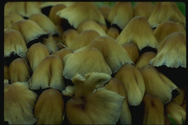 158057 Mica Cap (Coprinus Micaceus) A4 Photo Print