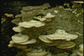 158058 False Turkey Tail (Stereum Hirsutum) A4 Photo Print
