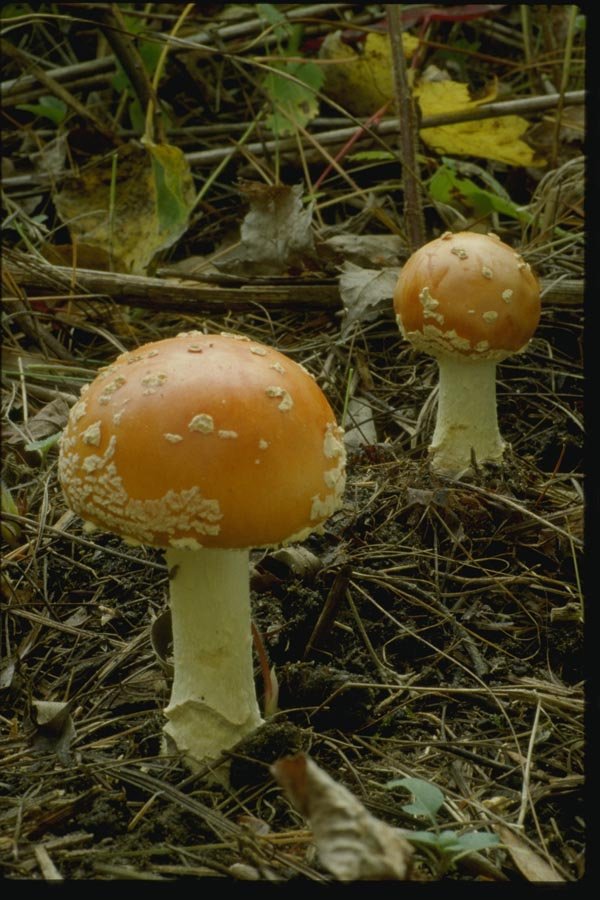 158059 Fly Agaric (Awianita Muscaria) A4 Photo Print