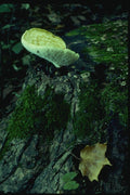 158060 Polypore On Tree Stump A4 Photo Print