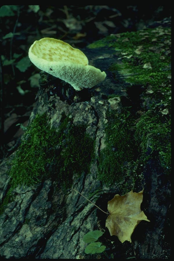 158060 Polypore On Tree Stump A4 Photo Print