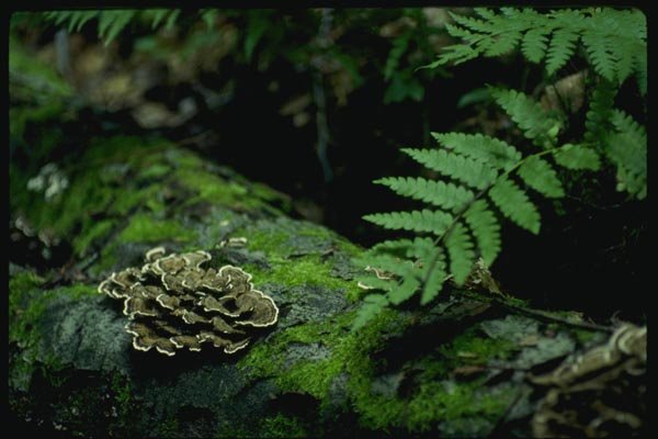 158061 Tukey Tail Polypore In Habitat A4 Photo Print