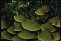 158064 Conifer Psilocybe (Psilocybe Pelliculosa) A4 Photo Print