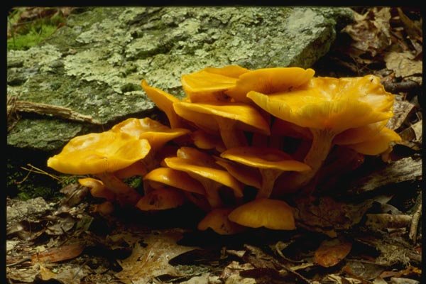158065 Jack O'Lantern (Omphalotus Olearius) A4 Photo Print