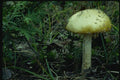 158066 Panther Agatic (Amanita Pantherina) A4 Photo Print