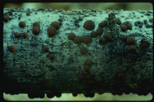 158069 Red Cushion Hypoxylon (Hypoxylon Fragifomme) A4 Photo Print