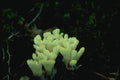 158070 Jellied False Coral (Tremellodendron) A4 Photo Print