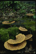 158072 Dryad's Polypore In Habitat A4 Photo Print