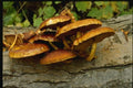158073 Orange Mycena On Log A4 Photo Print