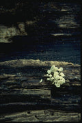 158074 Bladder Stalks In Habitat A4 Photo Print