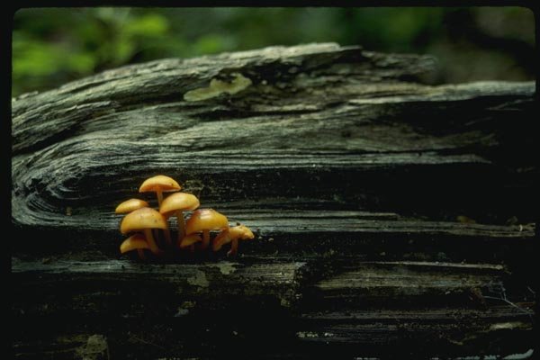 158075 Orange Mycena (Mycena Leaiana) A4 Photo Print