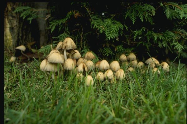 158076 Mica Cap Growing In Grass A4 Photo Print