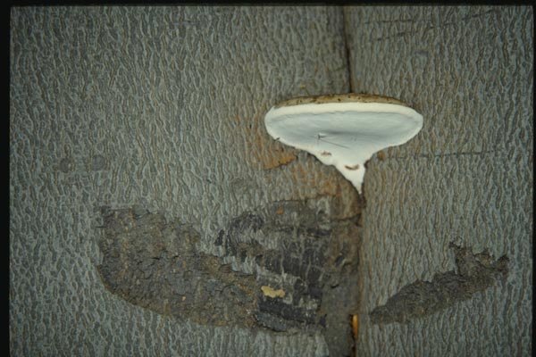 158077 Polypore On A Living Tree A4 Photo Print