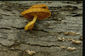 158078 Orange Mycena And Polypores A4 Photo Print