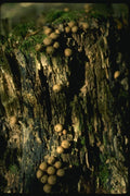 158079 Pear shaped Puffball (Lycoperdon Pyriforme) A4 Photo Print
