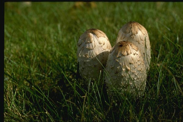 158080 Shaggy Mane (Coprinus Comatus) A4 Photo Print