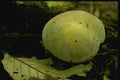 158081 Smooth Earthball (Scleroderma Cepa) A4 Photo Print