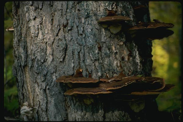 158082 Artist's Conk (Ganoderma Applanatum) A4 Photo Print