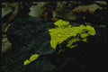 158084 Witches Butter (Tremella Mesenterica) A4 Photo Print