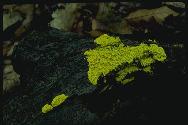 158084 Witches Butter (Tremella Mesenterica) A4 Photo Print