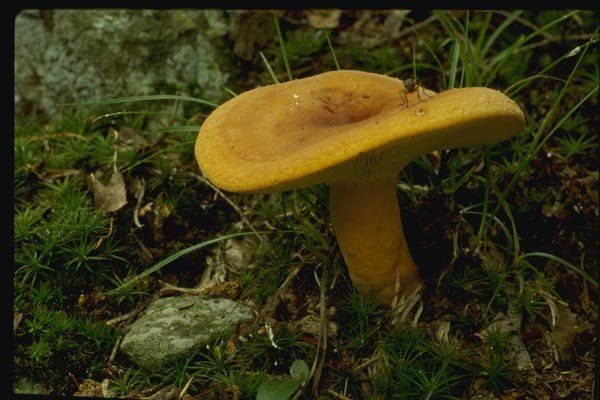 158085 Firm Russula (Russula Compacta) A4 Photo Print